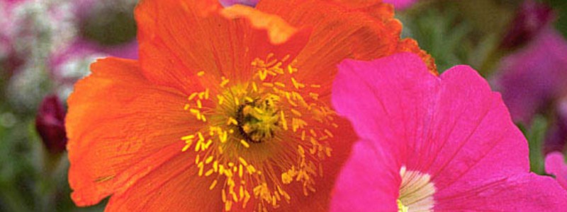 パーフェクトワールドトーキョー情報サイト